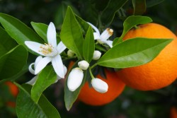 Appelsinblomst