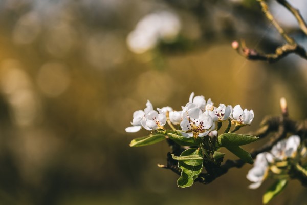 Blomsterduftende-treaktig-musk