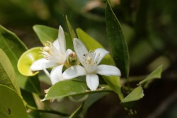 Neroli