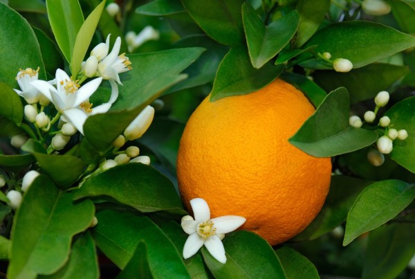 Blomsterduftende-fruktig