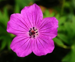 Geranium