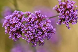 Verbena 