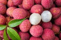 Litchi