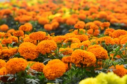 Tagetes