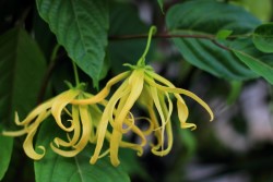 Ylang ylang