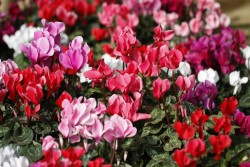 Cyclamen