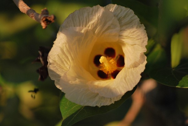 Orientalsk-blomsterduftende