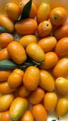 Kumquat